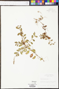 Veronica officinalis image