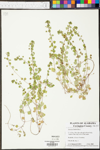 Veronica hederifolia image