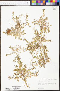 Veronica persica image