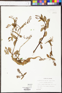 Veronica anagallis-aquatica image