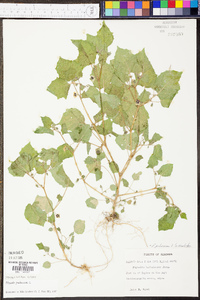 Physalis pubescens image