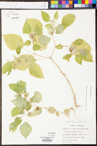 Physalis pubescens image