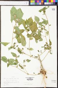 Physalis pubescens image