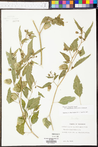 Physalis longifolia image