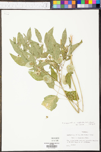 Physalis longifolia image