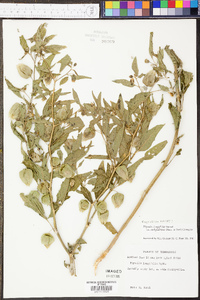 Physalis longifolia image