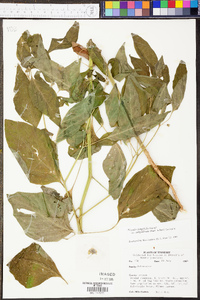 Physalis longifolia image