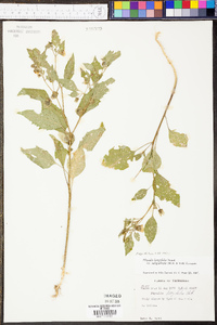 Physalis longifolia image