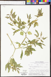 Physalis longifolia image