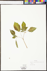 Physalis pubescens image