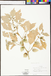 Physalis angulata image