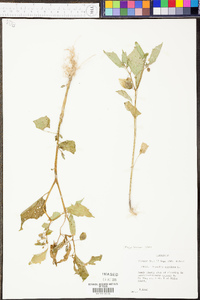 Physalis angulata image