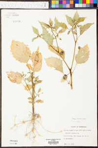 Physalis angulata image