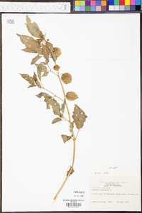 Physalis angulata image