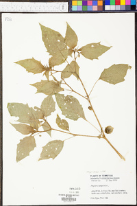 Physalis angulata image