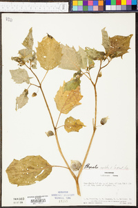 Physalis angulata image