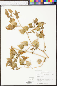 Physalis cordata image