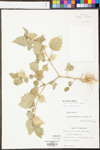 Physalis grisea image