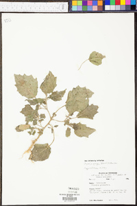 Physalis grisea image