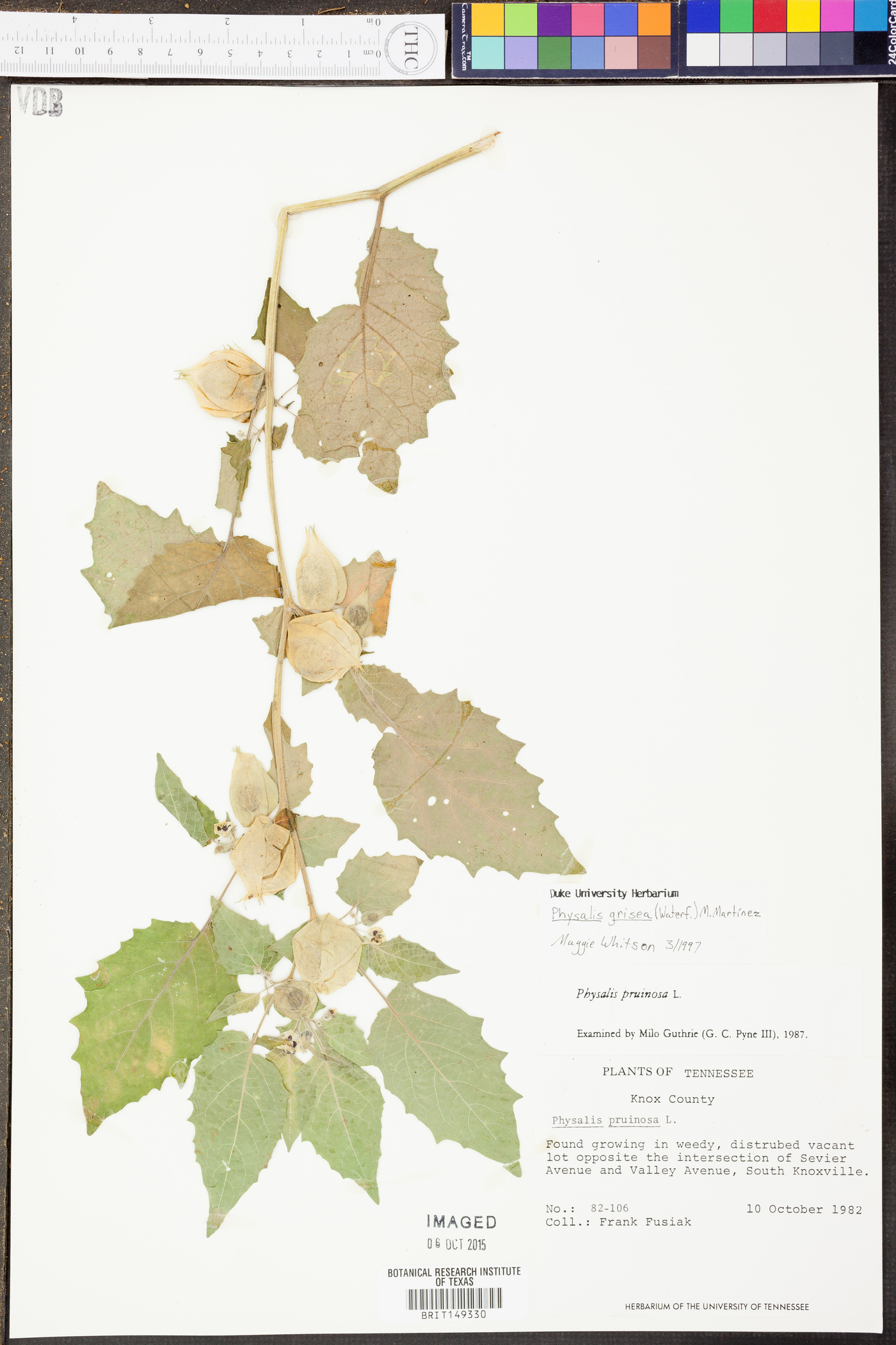 Physalis grisea image