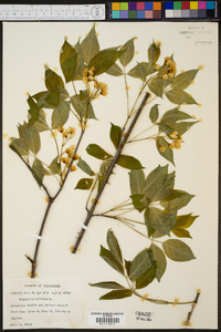 Staphylea trifolia image