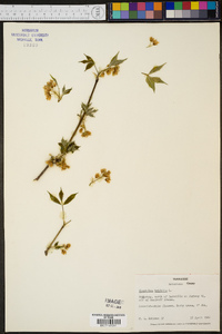 Staphylea trifolia image