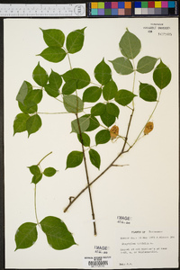 Staphylea trifolia image