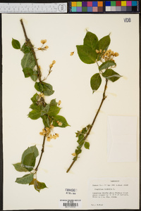 Staphylea trifolia image