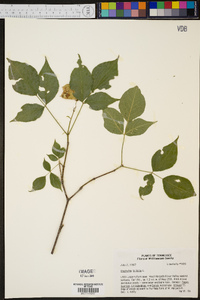 Staphylea trifolia image