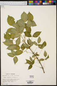 Staphylea trifoliata image