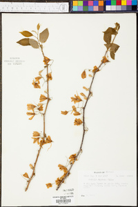 Halesia diptera image