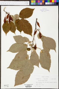 Halesia diptera image