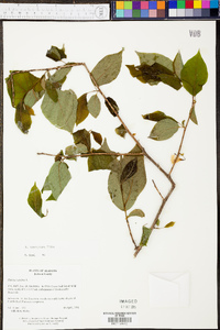 Halesia carolina image