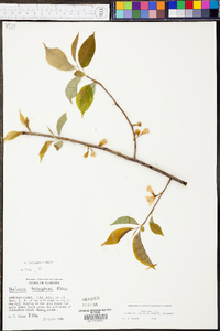 Halesia carolina image