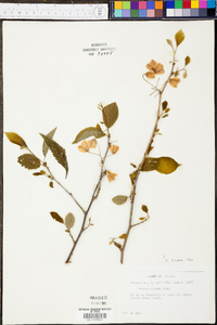 Halesia diptera image