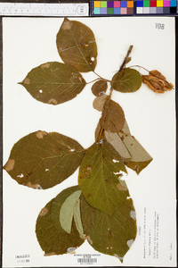 Halesia diptera image