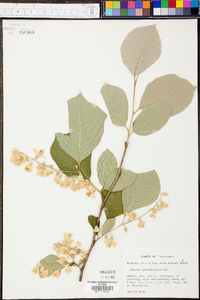 Styrax grandifolius image