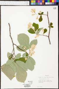 Styrax grandifolius image