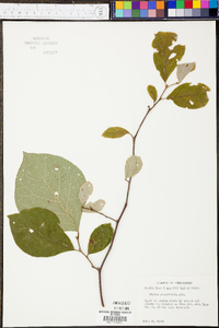 Styrax grandifolius image