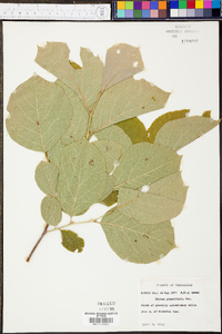 Styrax grandifolius image