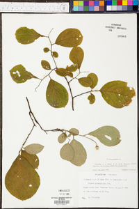 Styrax grandifolius image