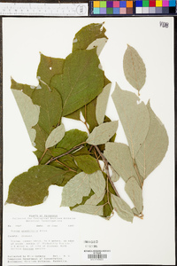 Styrax grandifolius image