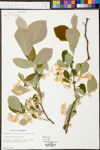 Styrax grandifolius image