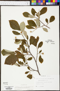 Styrax grandifolius image