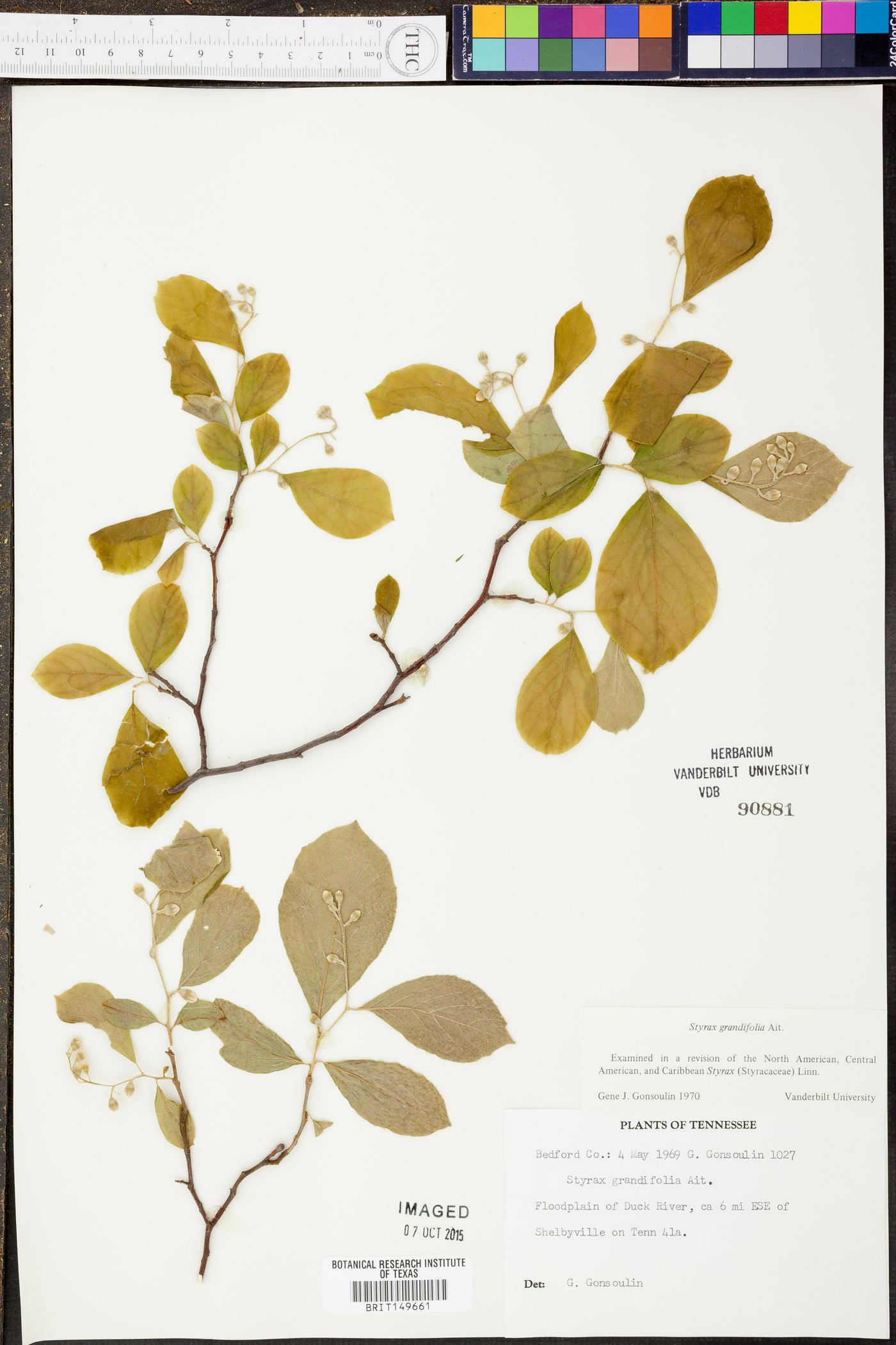 Styrax grandifolius image