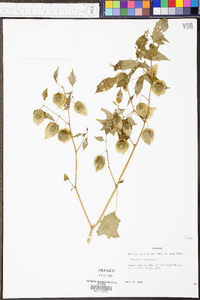 Physalis angulata image