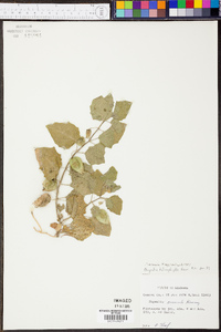 Physalis arenicola image