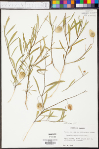 Physalis angustifolia image