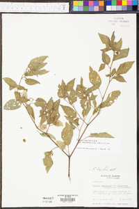 Physalis longifolia image