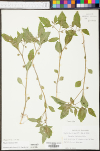 Physalis virginiana image